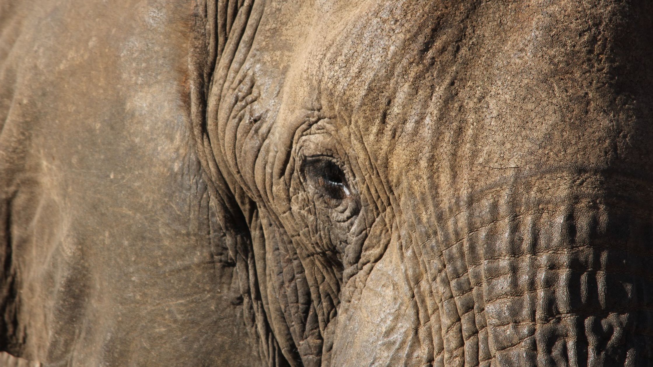 Amazing Animal Sight – Myths, Facts and getting it right! – EyeSite Amazing Animal Sight – Myths, Facts and getting it right! – EyeSite